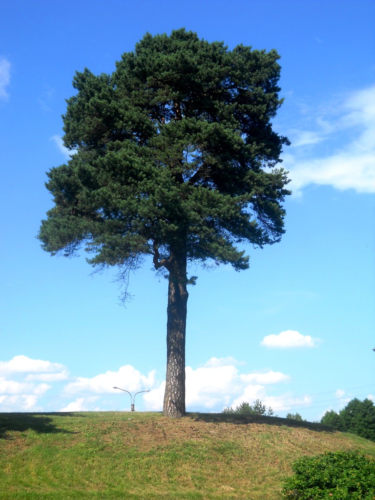 DSCN6130
