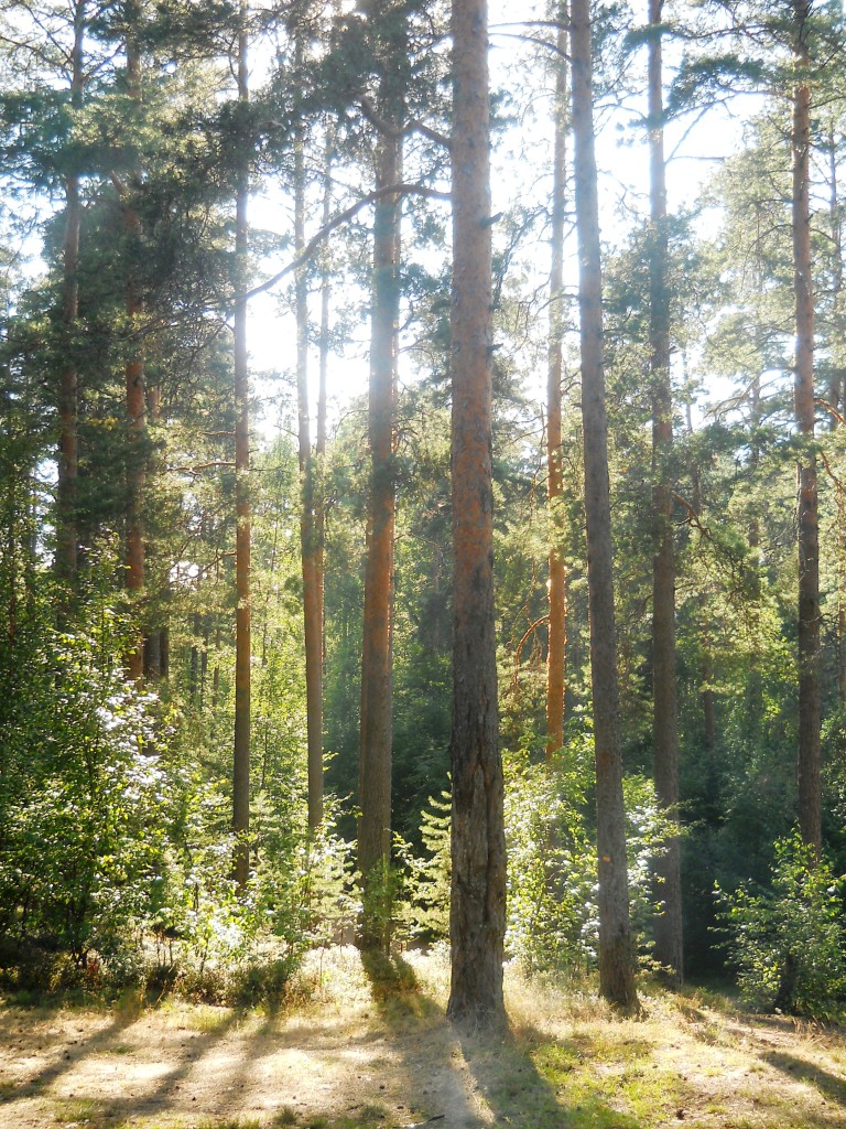 DSCN8524