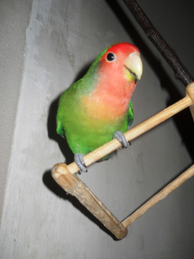 DSCN8633