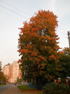z_160fb0ed