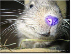 degu-fotoblog-06